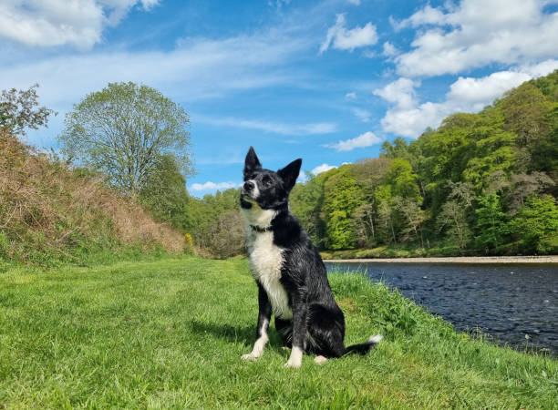 A border collie, wet from a swim in the river, sitting down in the Scottish sunshine.