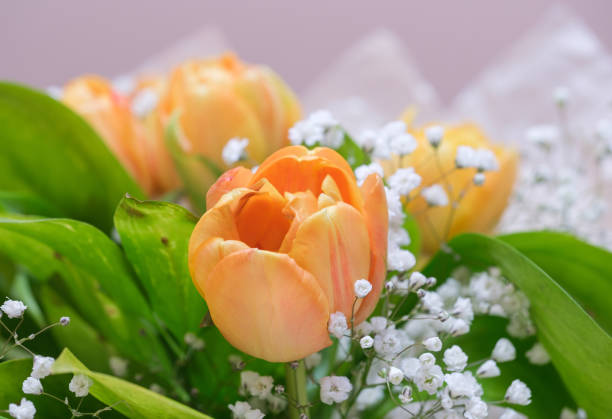 beautiful orange blooming tulip and white gypsophila in spring bouquet