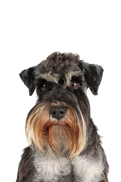 istock Front-facing portrait of dog 2205519444