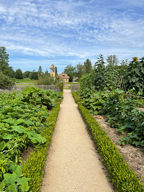 istock wide pathway running through a lush vegetable garden 2205519461