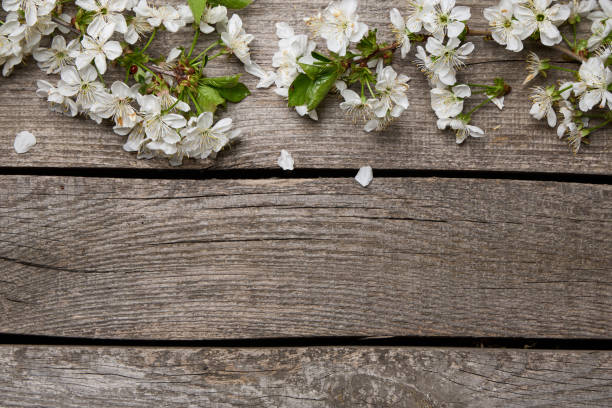 istock White cherry blossoms on rustic wooden boards outdoors 2205520486