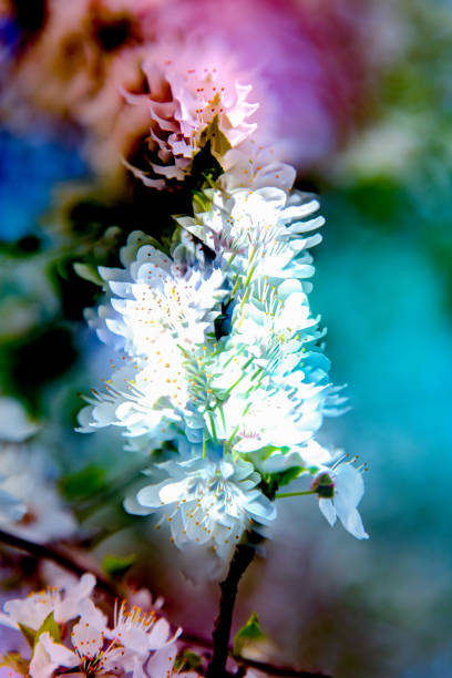 Soft-focus flowers bathed in surreal light with a dreamy, artistic ambiance.