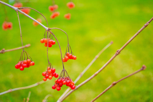 Red viburnum hanging on a bush after winter close-up on a blurred background.