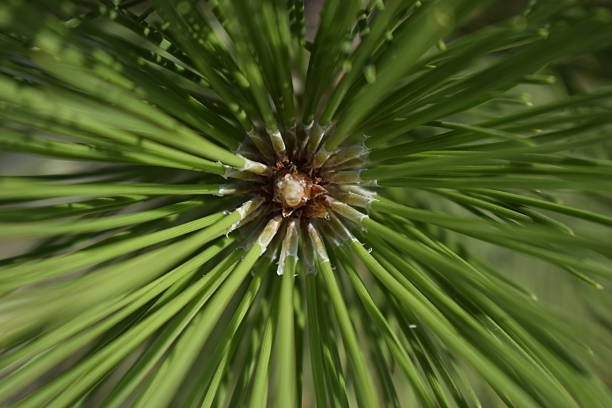 Shoots of young pine in early spring. Branch with green needles. Close-up. Selective focus.
