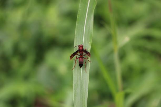 Red wasp resting on a green blade of grass