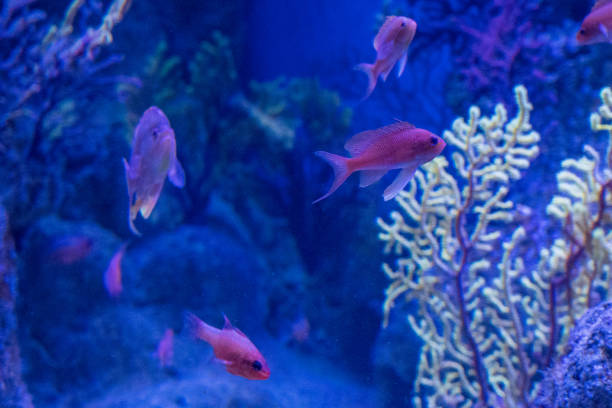Barcelona, ​​Spain - February 4, 2025: Barcelona Aquarium. Aquarium marine life