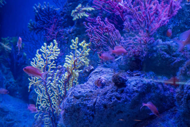 istock Barcelona Aquarium. Aquarium marine life. 2205524906
