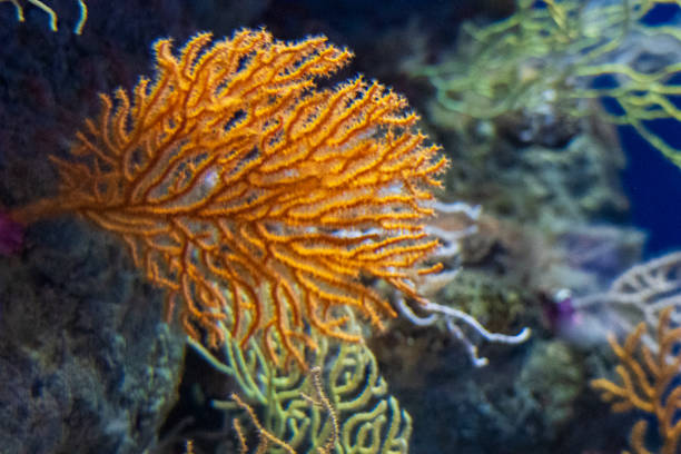 Barcelona, ​​Spain - February 4, 2025: Barcelona Aquarium. Aquarium marine life