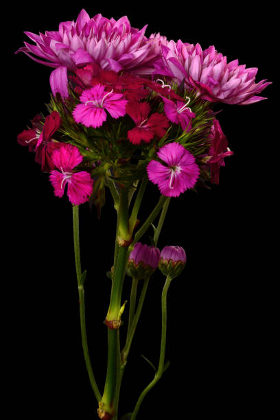 istock Colorful Flowers Macro isolated 2205525583