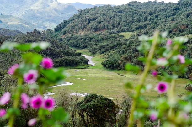 istock Scenic mountain view with pink flowers. 2205527203