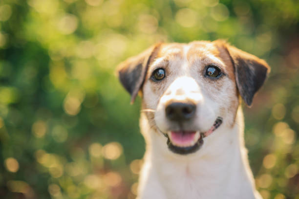Naughty dog Jack Russell terrier playing on grass