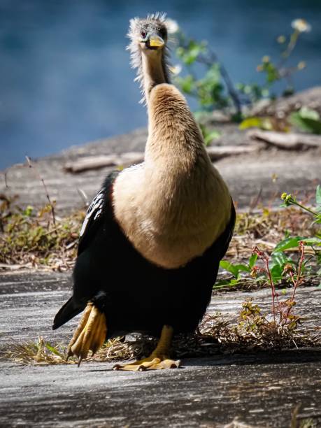 Anhinga bird on a sunlit path by a lake.