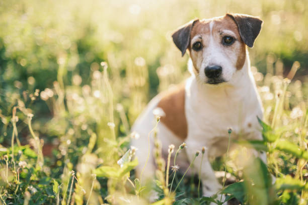 istock cheerful Jack Russell Terrier in a vibrant green yard 2205528245