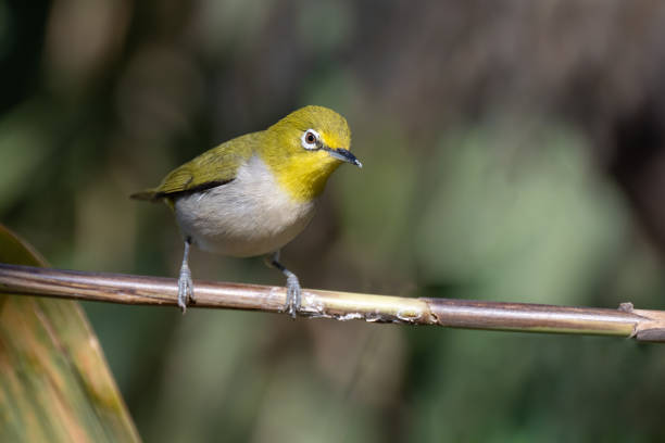 istock Dark green white-eye bird in the reeds 2205528412