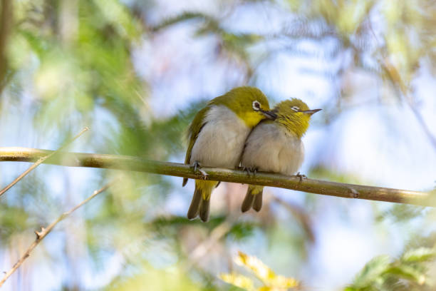 istock Birds preening their feathers together 2205528479