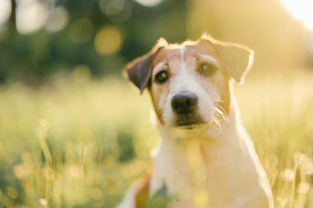 a cheerful jack russell terrier enjoys a peaceful outdoor moment, its face lit up by the warm glow of the sun. this image conveys happiness, pet wellness, and outdoor relaxation, making it ideal for content related to dog care, nature walks, and positive emotions.