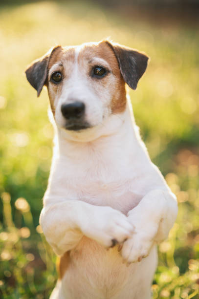 istock Naughty dog Jack Russell terrier playing on grass 2205528499
