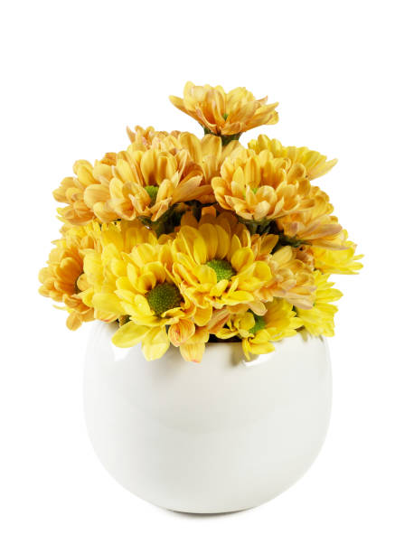 istock Yellow chrysanthemums in white vase, centered. 2205528583