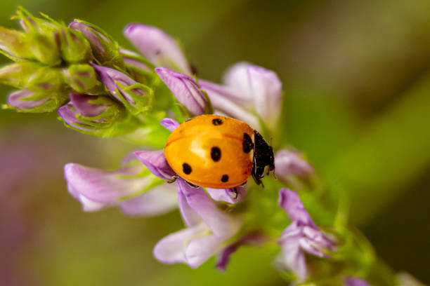 istock Close-up of a ladybug on a flower 2205528832