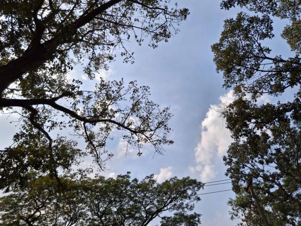 istock Looking up through the treetops covering sky background 2205529045