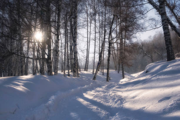 A frosted forest illuminated by a soft amber glow from the setting sun. The golden hues add warmth and contrast to the icy scene.