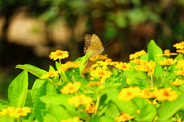 A delicate butterfly rests gently on vibrant yellow flowers, bathed in sunlight. The scene is peaceful and serene, full of cheerful blooms.