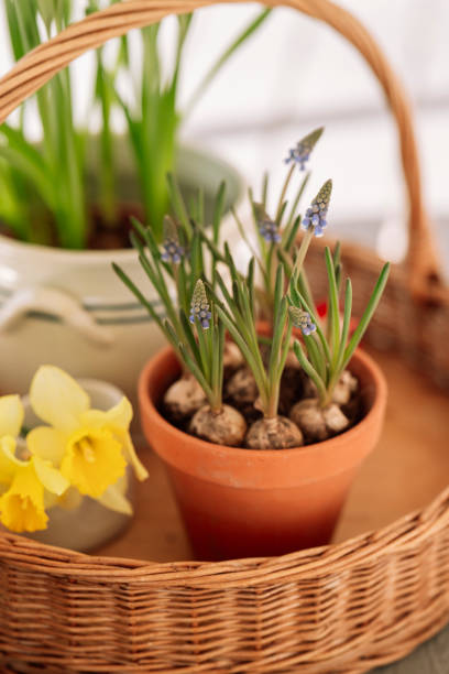 istock Easter spring still life with flowers in 2205530377