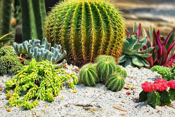 istock a majestic globe cactus surrounded by diverse succulents 2205530394