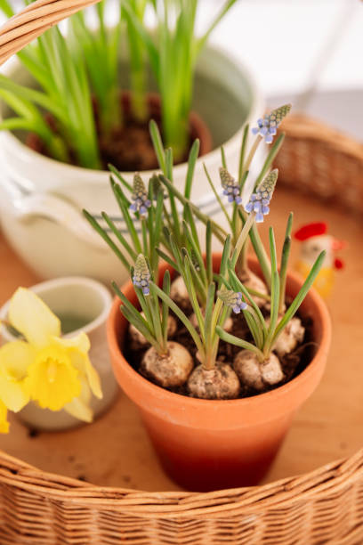istock Easter spring still life with flowers in 2205530439