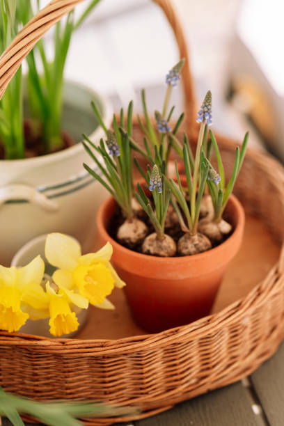 istock Easter spring still life with flowers in 2205530465