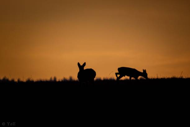 istock Silhouette of deer at sunset 2205531806
