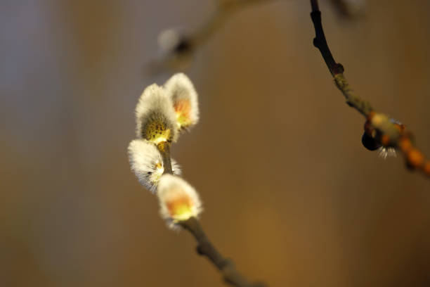 Blooming yellow willow