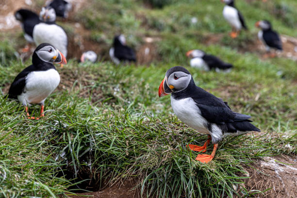 istock Atlantic puffin standing on grassy cliff edge with other puffins in background 2205533313