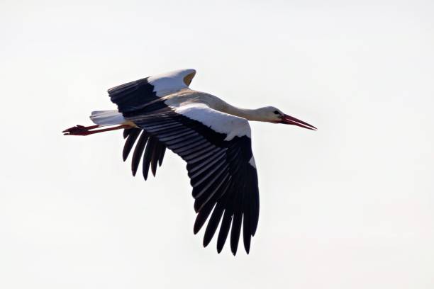 istock White stork in flight with wings spread against a clear sky 2205533720