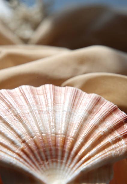 istock Seashell background, blurred background for photography. 2205533894
