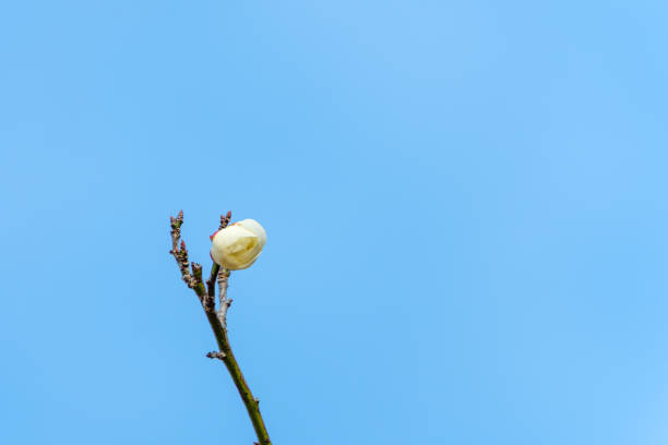 Close up of cherry blossom flower