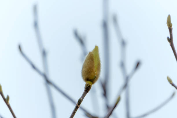 This photograph captures the essence of spring with a close-up shot of a magnolia bud. The bud, covered in soft, fuzzy texture, is just about to bloom, symbolizing the beginning of new life and the beauty of nature's renewal. The background is a soft, blurry mix of white and gray, enhancing the bud's delicate beauty.