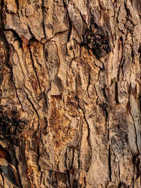 istock Tree Bark Texture detailed close-up for nature background. 2205535581