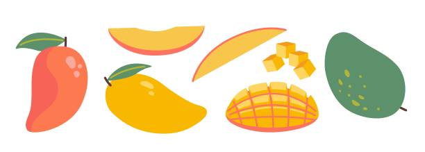 Set with variety mango forms, whole, sliced, and cubed tropical fruit. Modern vector illustration isolated on white background, hand drawn, flat design Set with variety mango forms, whole, sliced, and cubed tropical fruit. Modern vector illustration isolated on white background, hand drawn, flat design. mango fruit drawing stock illustrations