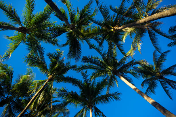 Tropical vacation scene. Green tropical palm texture. Palms leaf pattern. Nature tropical landscape. Summer background. Palm tree on blue sky. Tropical paradise. Exotic palm nature background.