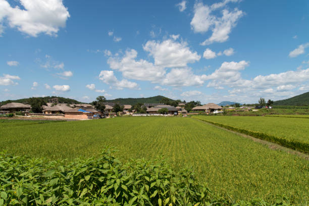 istock rice farm in the rural area 2205538279