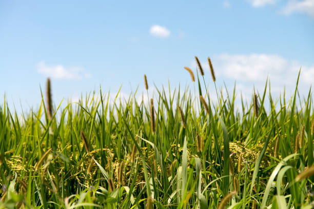 istock swaying fox tails in the rice farm 2205538341