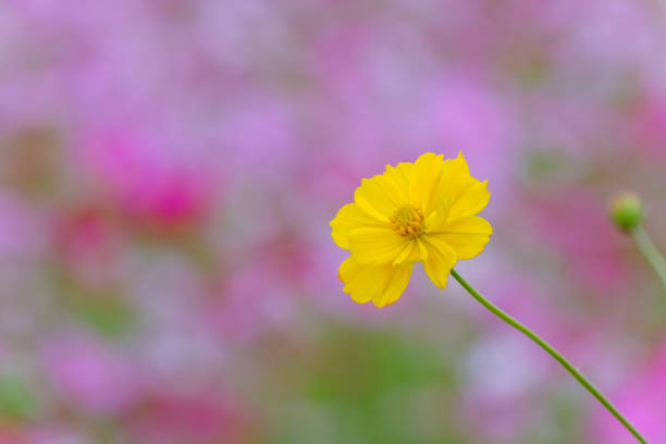 This photograph features a vibrant yellow cosmos flower against a soft, dreamy backdrop of pink and purple hues. The flower is in sharp focus, showcasing its delicate petals and bright yellow color. The background is intentionally blurred, creating a dreamy and ethereal effect. The photograph is taken from a close-up perspective, allowing for a clear view of the flower's details.