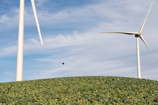 istock Kimchi cabbage farm and wind turbines on the mountain 2205538997