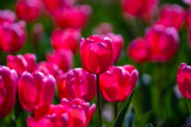 Flowers background. Spring blossom concept. Tulip flowers. Design for Valentines Day, Easter. Spring banner