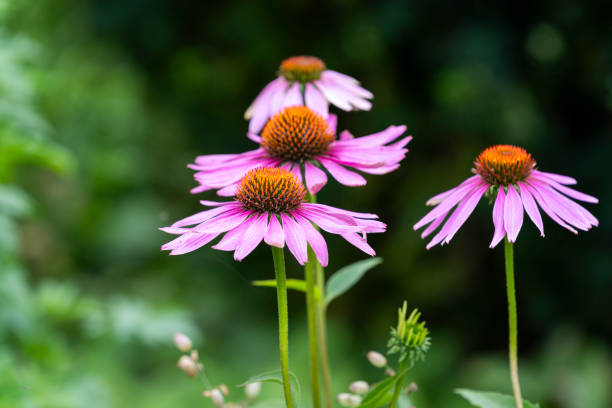 istock Echinacea purpurea, eastern purple coneflower or hedgehog coneflower. 2205539198