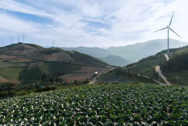 istock Kimchi cabbage farm and wind turbines on the mountain 2205539207