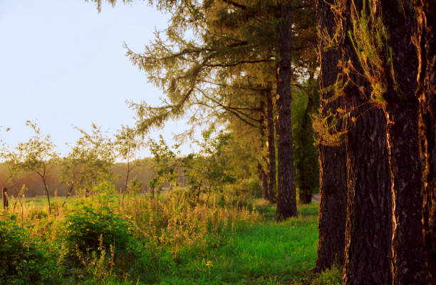 Beautiful summer bright sunset on the field under the sky with pines trees and sun lighting on the green grass. Atmospheric mystical summer natural colors landscape