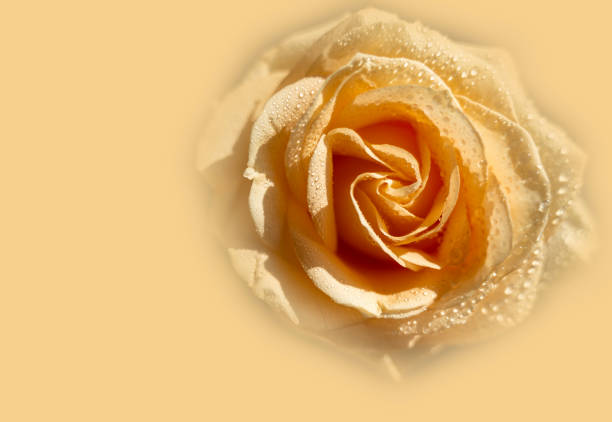 Peach rose with raindrops close-up on a soft beige background.rose closeup isolated . High quality photo