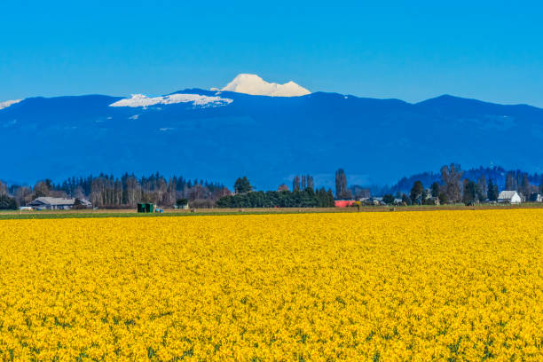 istock Yellow Daffodils Flowers Mount Baker Skagit Valley Washington State 2205541525